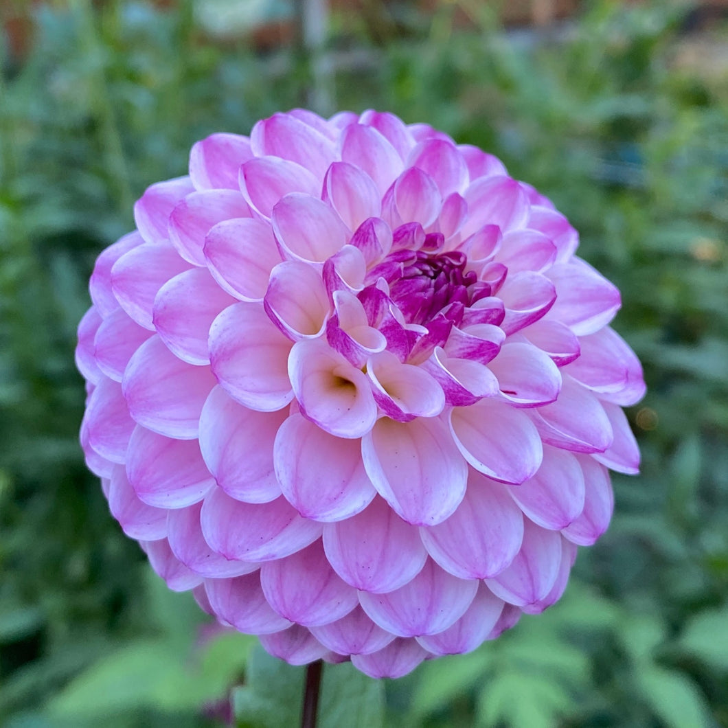 Van Isle Gem Dahlia Tuber - VIGEM