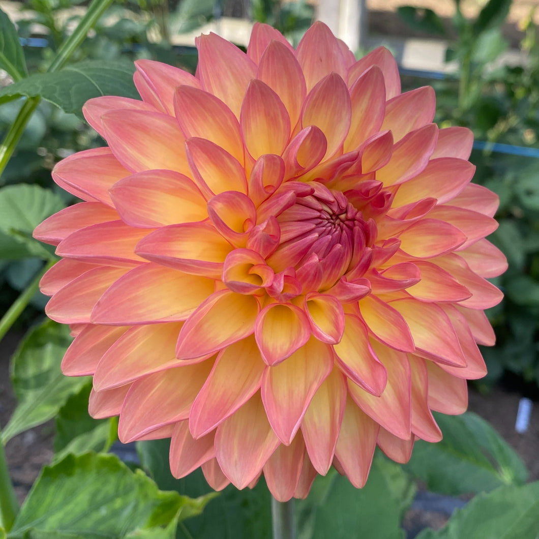 Van Isle Glow Dahlia Tuber - VIGLO