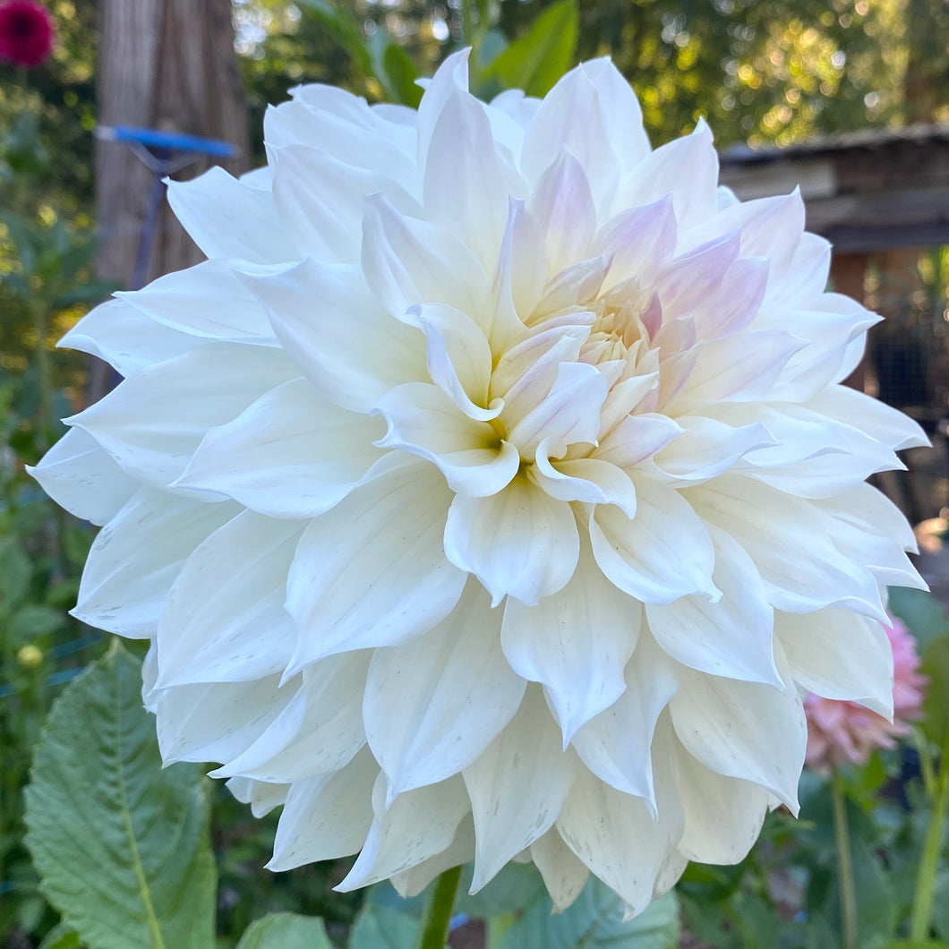 Van Isle Grace Dahlia Tuber - VIGRC