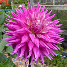 Load image into Gallery viewer, Van Isle Hardy Dahlia Tuber - VIHDY
