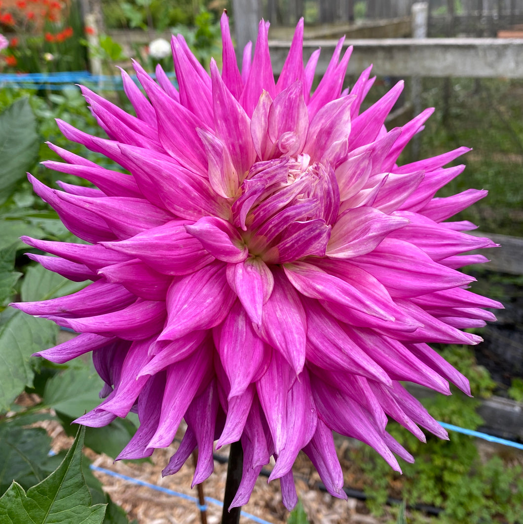 Van Isle Hardy Dahlia Tuber - VIHDY