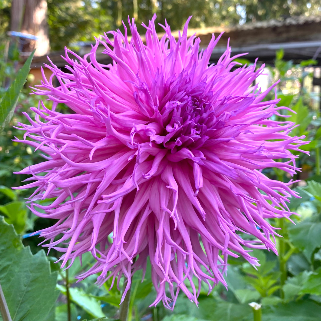 Van Isle Hope Dahlia Tuber - VIHOP