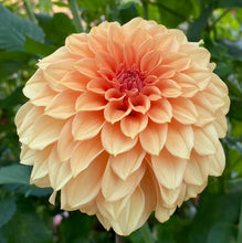 Load image into Gallery viewer, Van Isle Ira Dahlia Tuber - VIIRA
