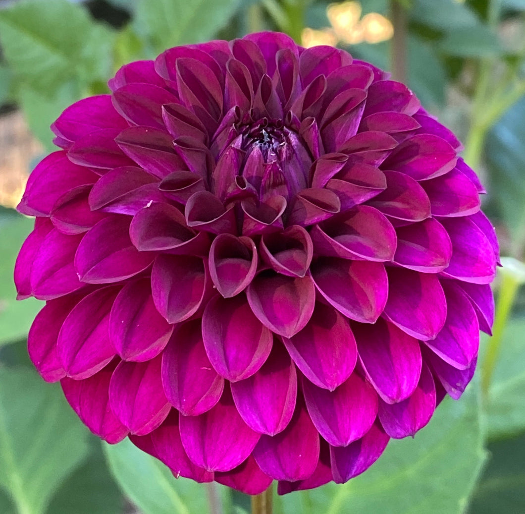 Van Isle Lilibet Dahlia Tuber - VILIL