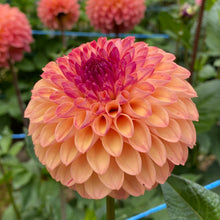 Load image into Gallery viewer, Van Isle Lyn Dahlia Tuber - VILYN
