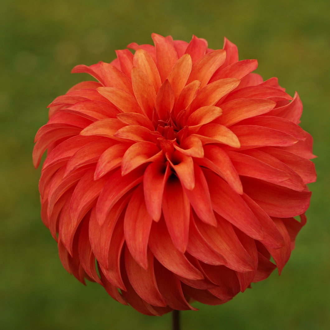 Van Isle Mandarin Dahlia Tuber - VIMND