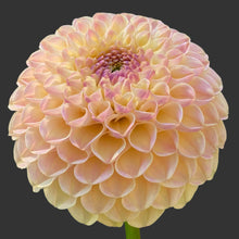 Load image into Gallery viewer, Van Isle Mary Dahlia Tuber - VIMRY
