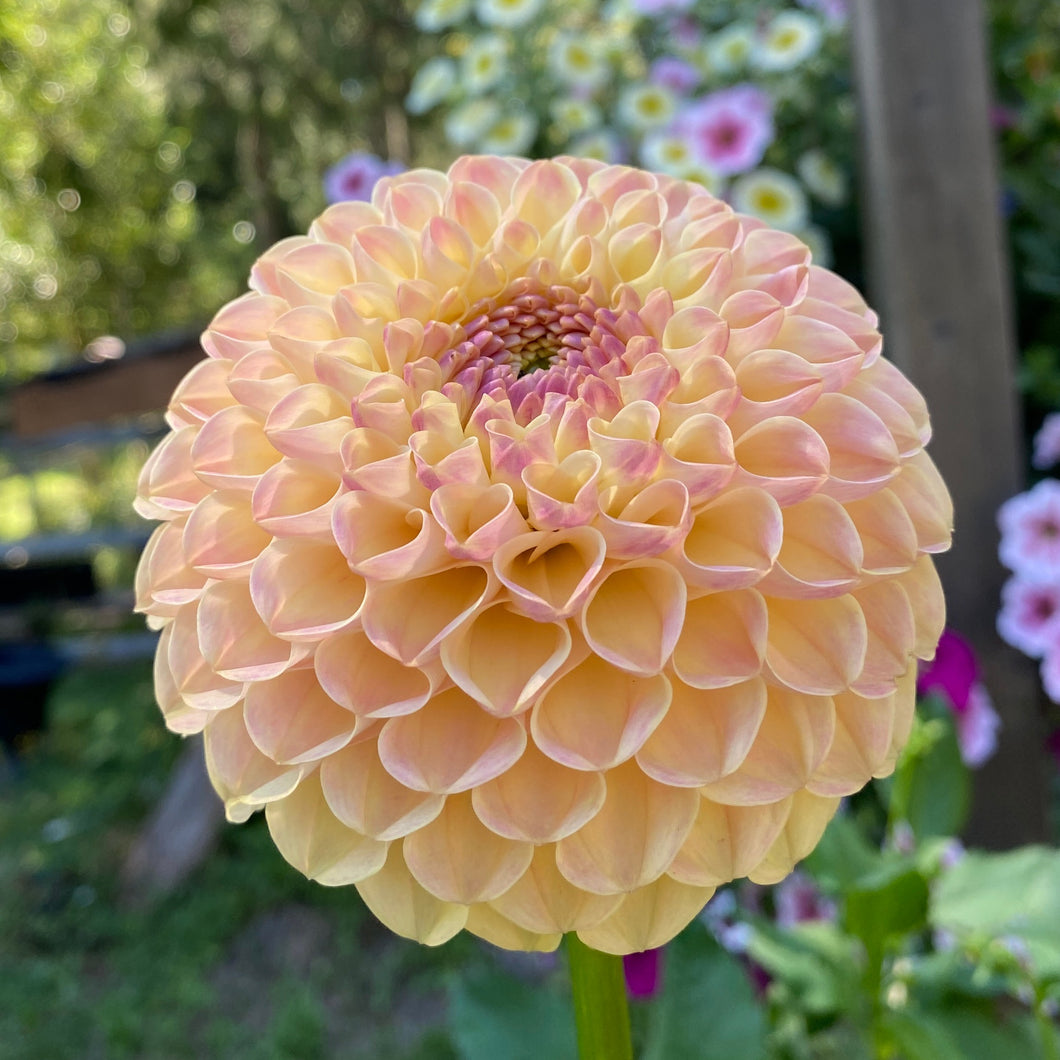 Van Isle Mary Dahlia Tuber - VIMRY