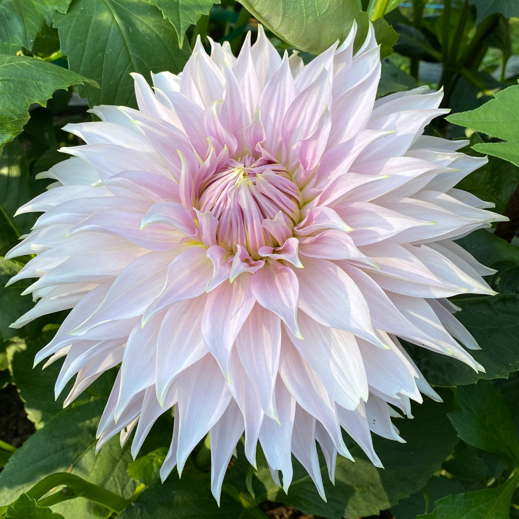 Van Isle Mist Dahlia Tuber - VIMST