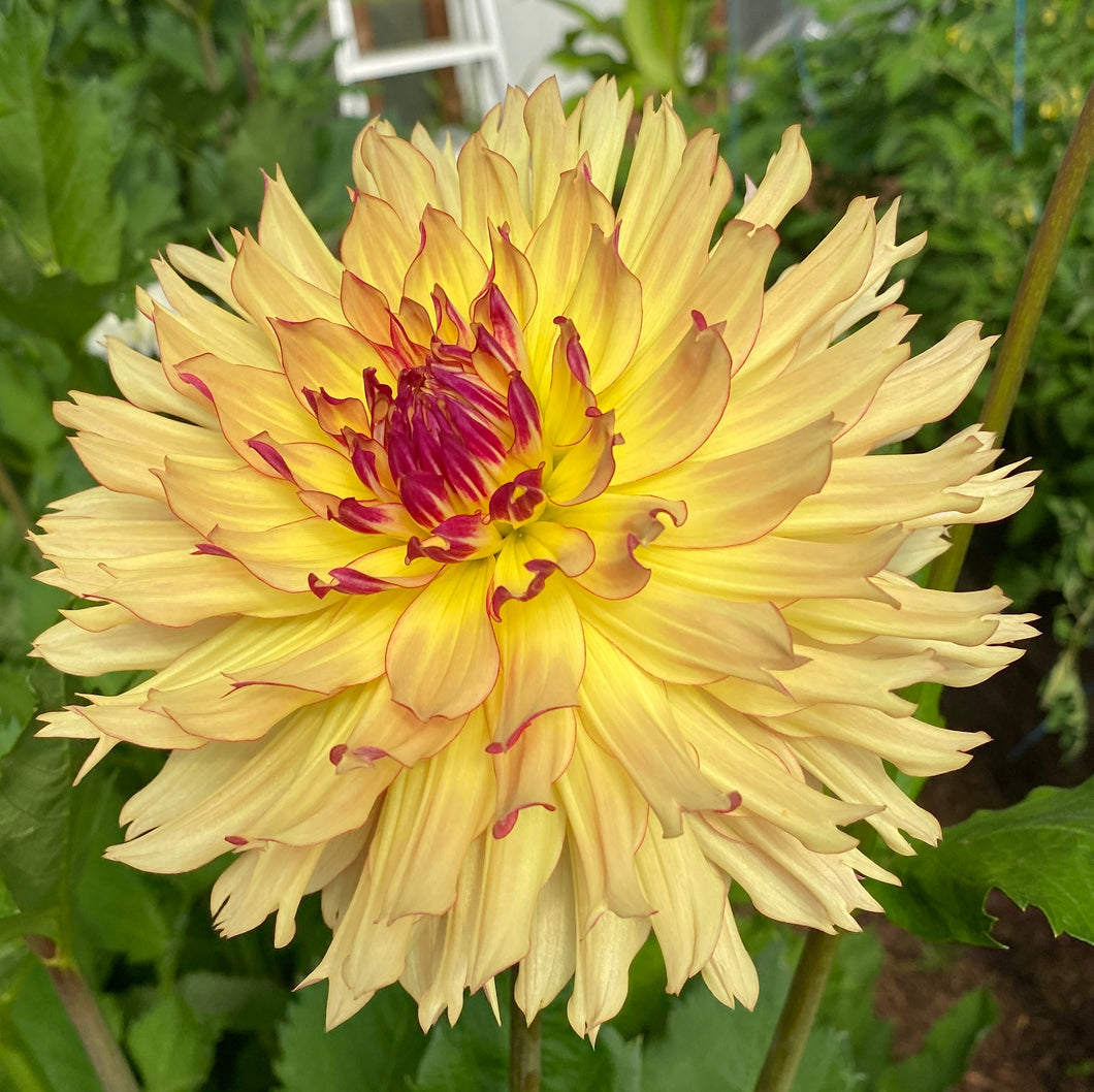 Van Isle Nebula Dahlia Tuber - VINBL