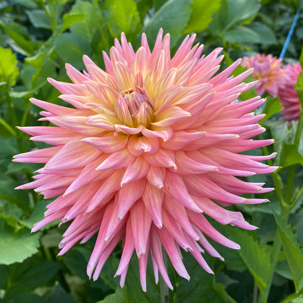 Van Isle Pacifica Dahlia Tuber - VIPCF