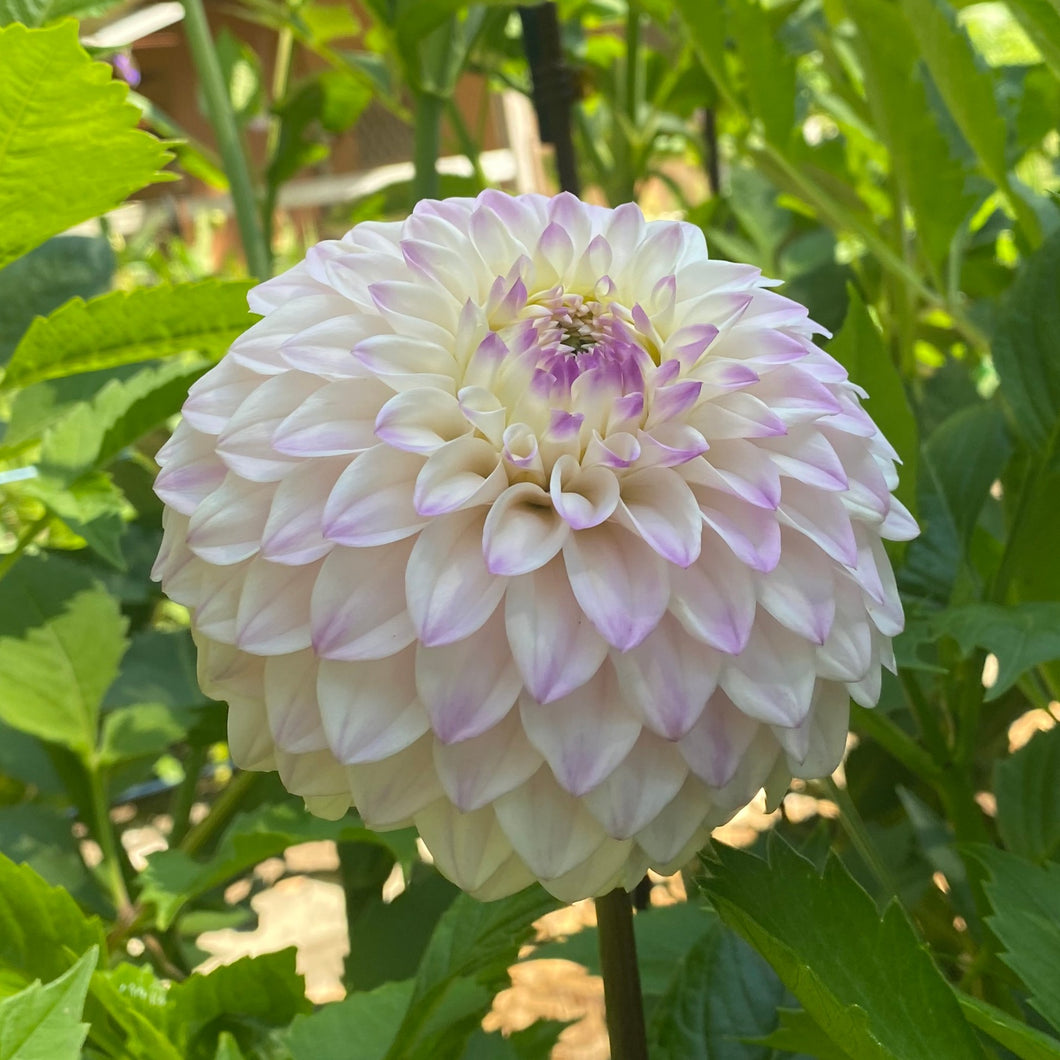 Van Isle Powder Dahlia Tuber - VIPWD