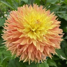 Load image into Gallery viewer, Van Isle Princess Dahlia Tuber - VIPRN
