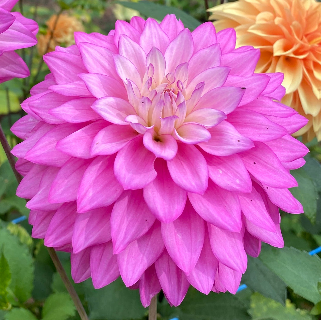 Van Isle Proud Dahlia Tuber - VIPRD