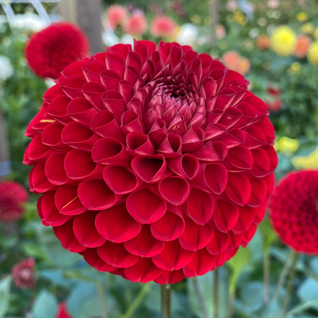 Van Isle Ruby Slippers Dahlia Tuber - VIRBSL