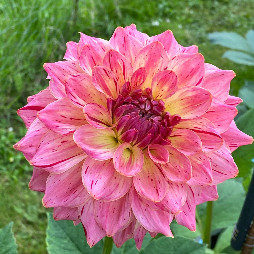 Van Isle Salish Sunset Dahlia Tuber - VISLSN