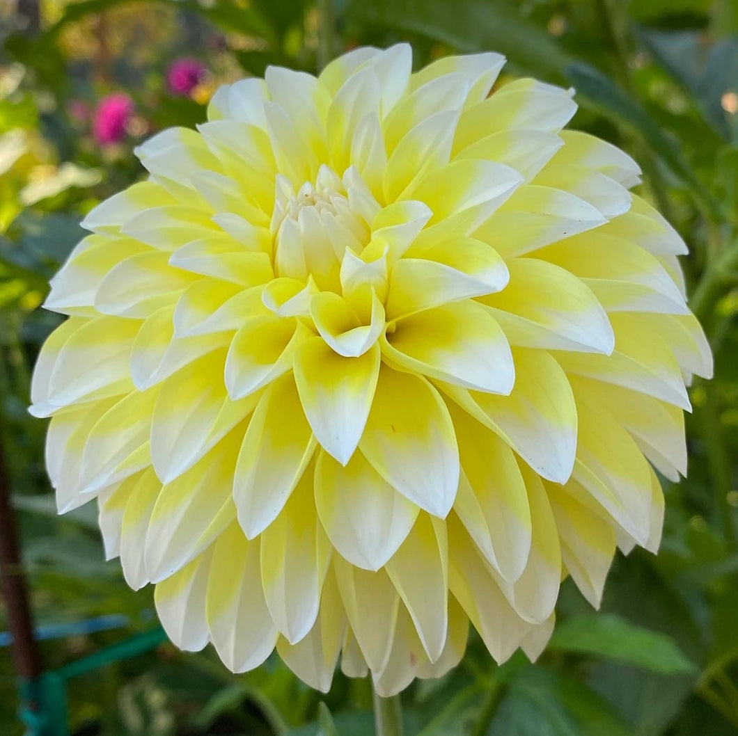 Van Isle Shine Dahlia Tuber - VISHN