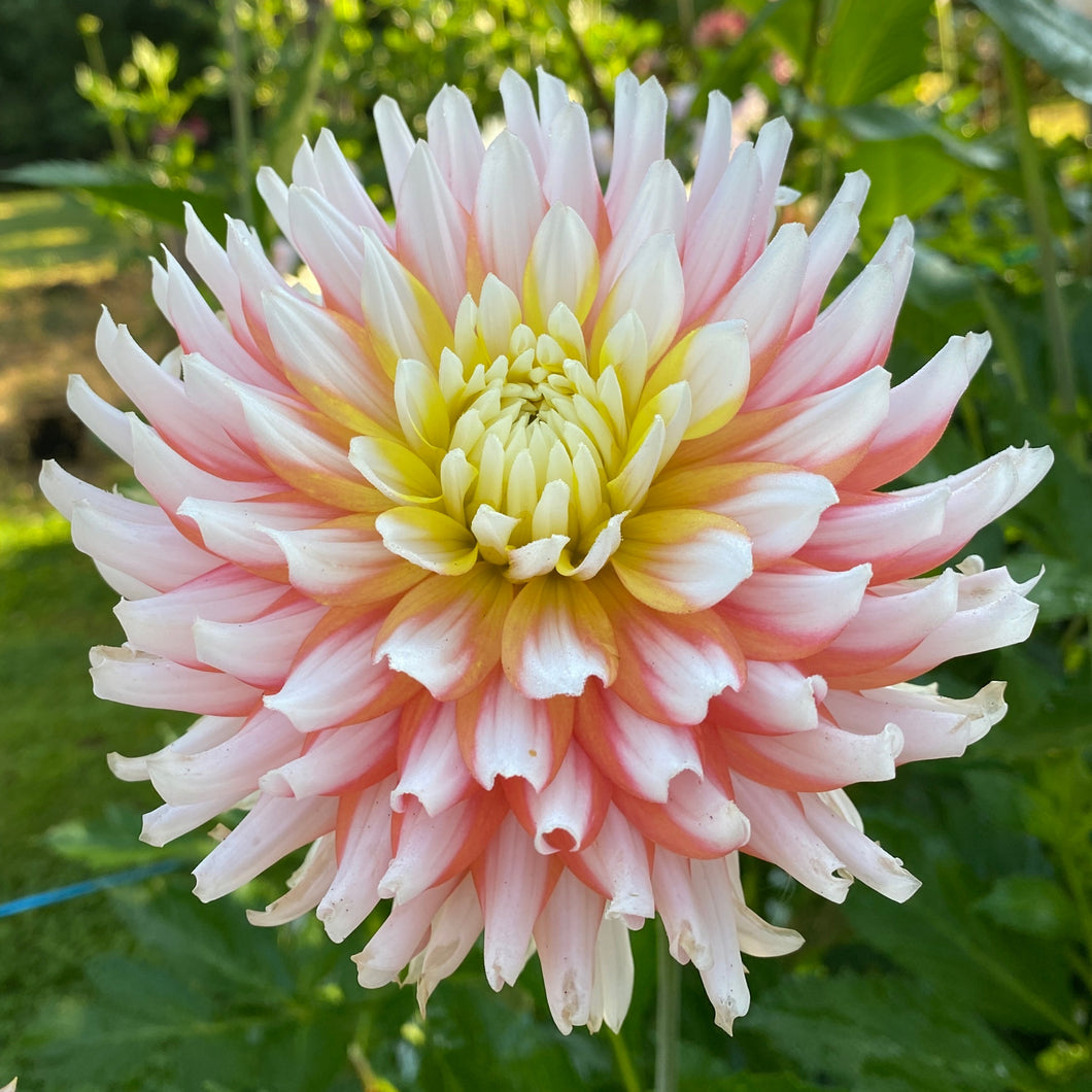 Van Isle Skipbo Dahlia Tuber - VISKB