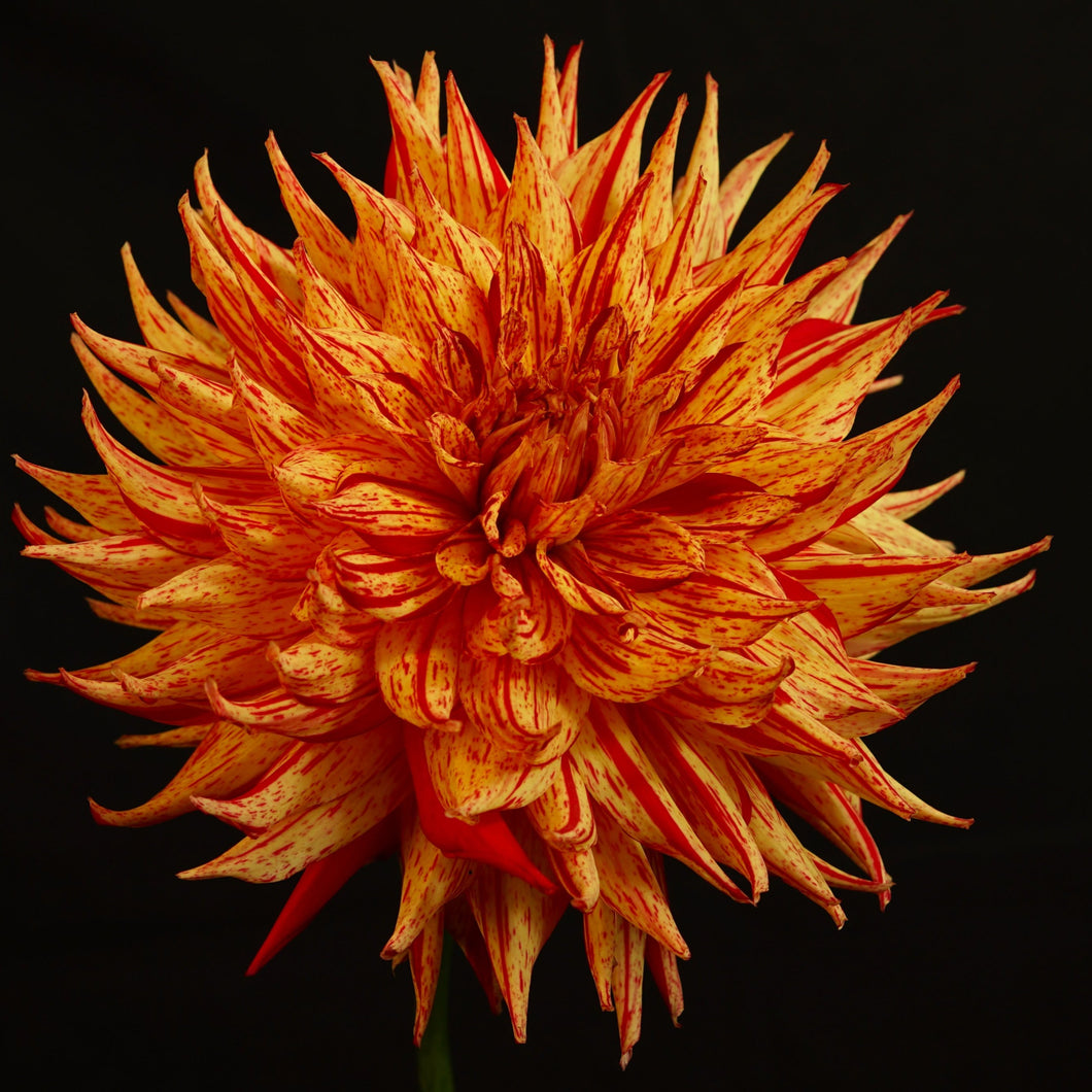 Van Isle Spitfire Dahlia Tuber - VISPIT