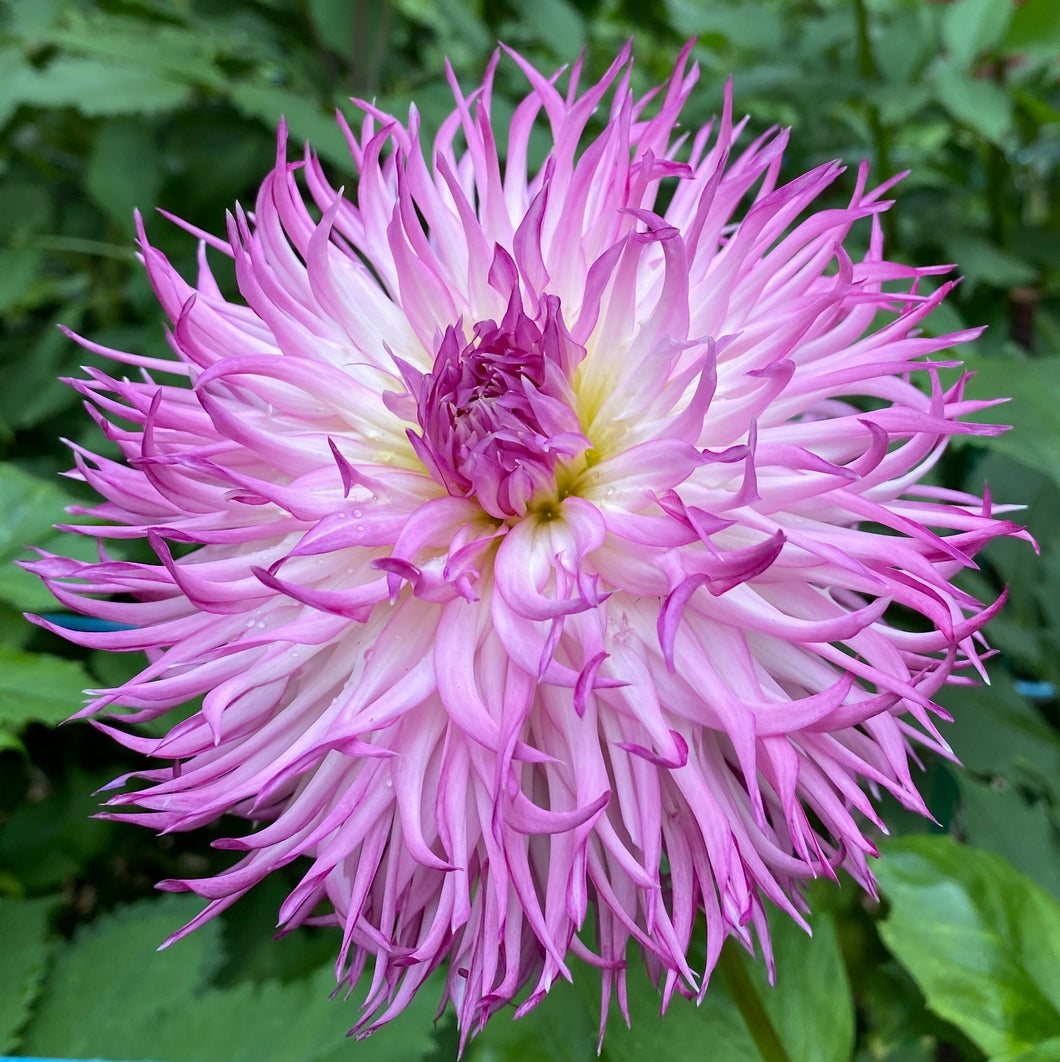 Van Isle Urchin Dahlia Tuber - VIUCH