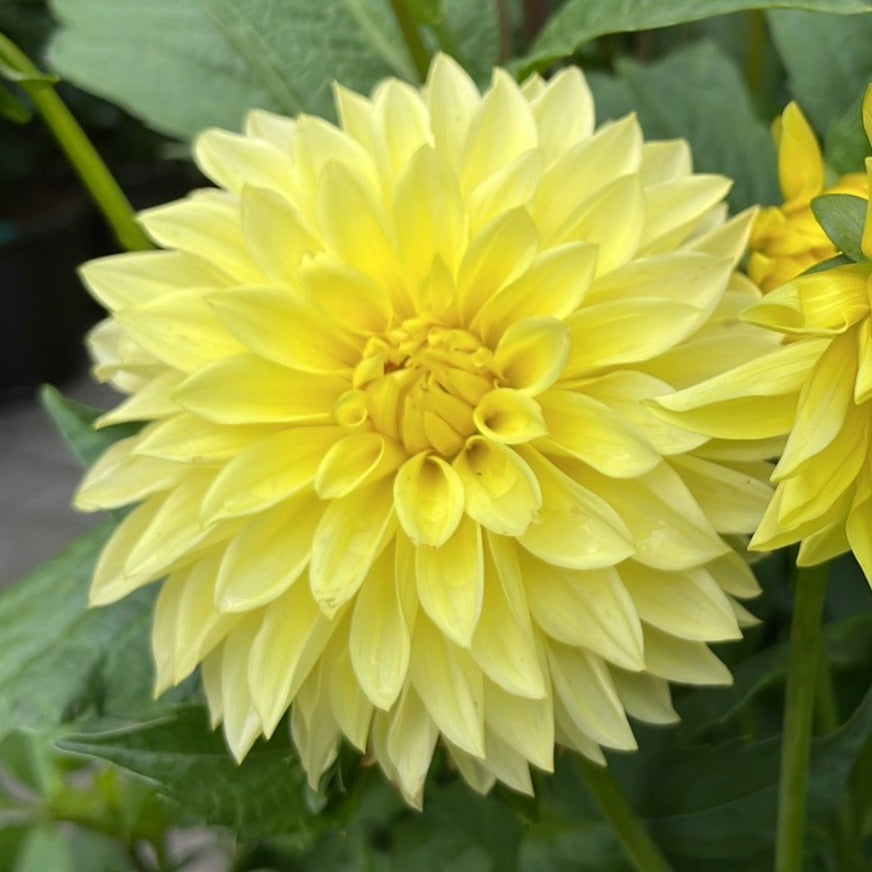 AC Golden Nickles Dahlia Tuber - ACGN