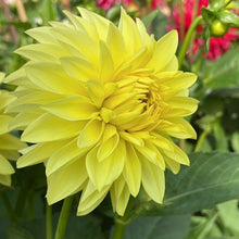 Load image into Gallery viewer, AC Golden Nickles Dahlia Tuber - ACGN
