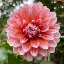 Load image into Gallery viewer, Apple Blossom (Double) Dahlia Tuber - APBD
