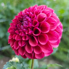 Load image into Gallery viewer, Mission Gypsy Dahlia Tuber - MSGP

