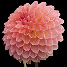 Load image into Gallery viewer, Hillcrest Suffusion Dahlia Tuber - HCSF
