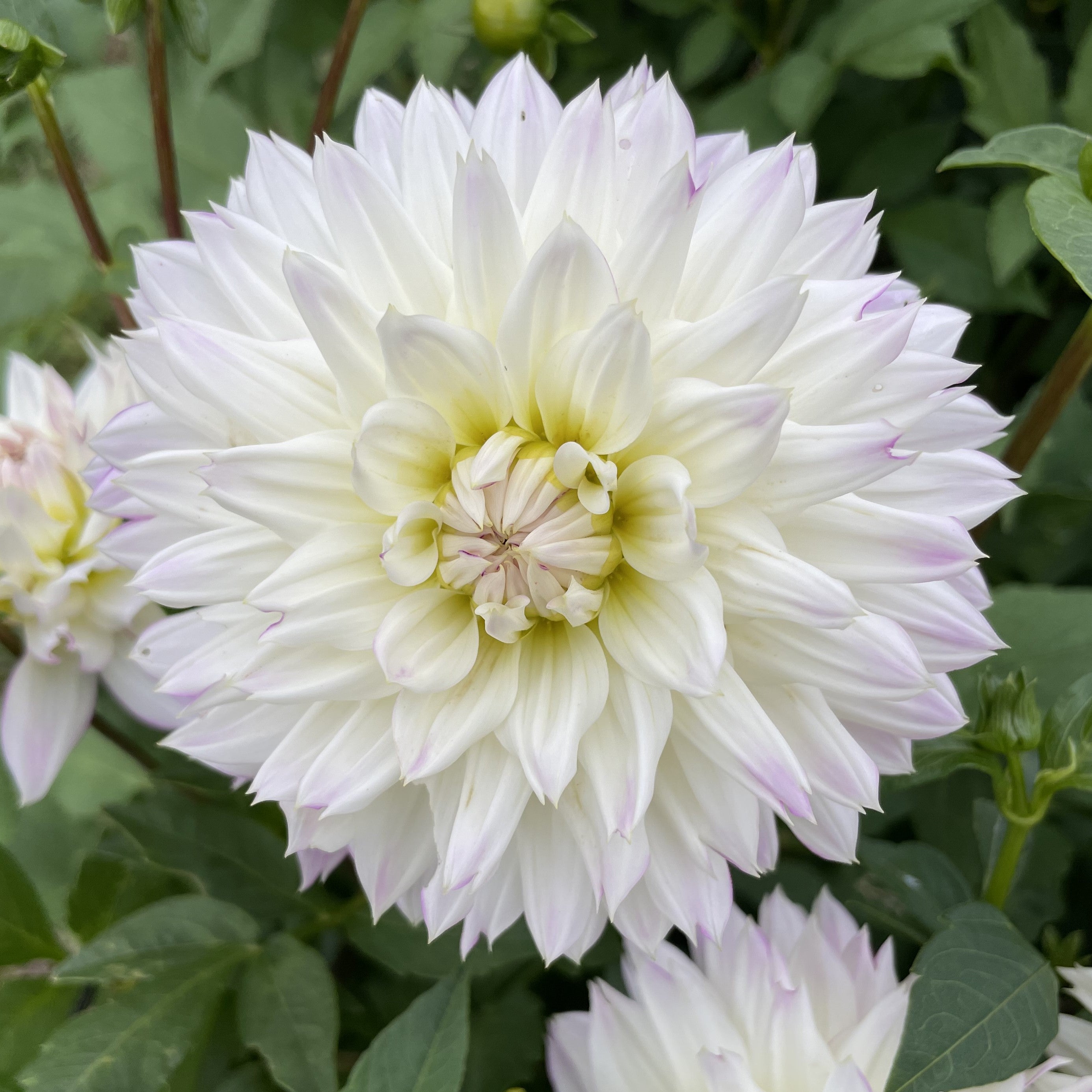 Crazy Love Dahlia Tuber - CRLV – Deva's Gardens