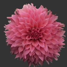 Load image into Gallery viewer, Wyn's Pink Pearl Dahlia Tuber - WNPP
