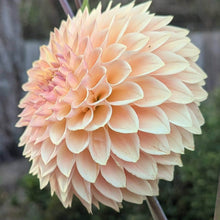 Load image into Gallery viewer, Bloomquist Alan Dahlia Tuber - BQAL
