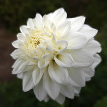 Load image into Gallery viewer, Bowser Cloud Dahlia Tuber - BWCL
