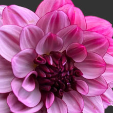 Load image into Gallery viewer, Creme de Cassis Dahlia Tuber - CDC
