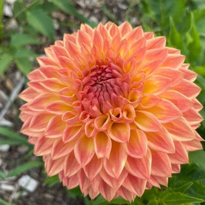 Woodland Wondrous Dahlia Tuber – Deva's Gardens