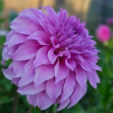 Load image into Gallery viewer, Vassio Meggos Dahlia Tuber - VMG (5 Pack)

