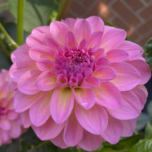 Load image into Gallery viewer, Pretty Please Dahlia Tuber
