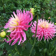 Load image into Gallery viewer, Star&#39;s Favorite Dahlia Tuber
