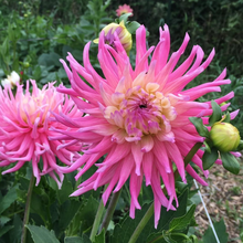 Load image into Gallery viewer, Star&#39;s Favorite Dahlia Tuber - STF
