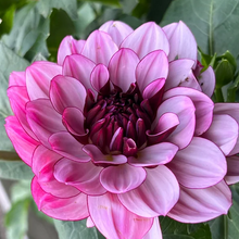 Load image into Gallery viewer, Creme de Cassis Dahlia Tuber - CDC
