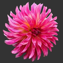 Load image into Gallery viewer, River's Watermelon Dahlia Tuber - RVWM
