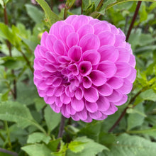 Load image into Gallery viewer, Robann Regal Dahlia Tuber - ROBR

