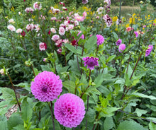 Load image into Gallery viewer, Robann Regal Dahlia Tuber - ROBR

