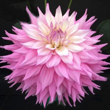 Load image into Gallery viewer, Sir Alf Ramsay Dahlia Tuber
