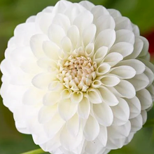 Load image into Gallery viewer, Boom Boom White Dahlia Tuber
