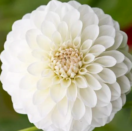 Boom Boom White Dahlia Tuber
