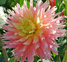 Load image into Gallery viewer, Ferncliff Cameo Dahlia Tuber

