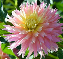 Load image into Gallery viewer, Ferncliff Cameo Dahlia Tuber - FCAM
