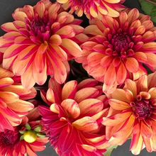 Load image into Gallery viewer, Gitts Crazy Dahlia Tuber

