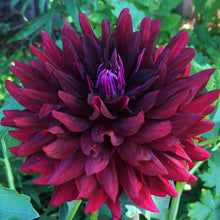 Load image into Gallery viewer, Hollyhill Black Beauty Dahlia Tuber
